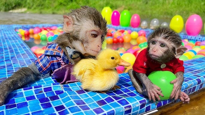 Monkey playing in Garden