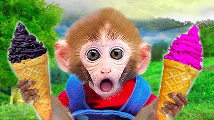 Baby monkey playing with Ice cream